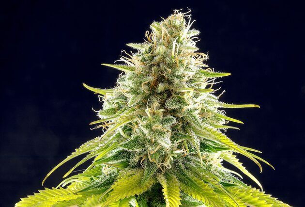 Graines de cannabis Mataro Blue féminisées de Kannabia pour intérieur et extérieur